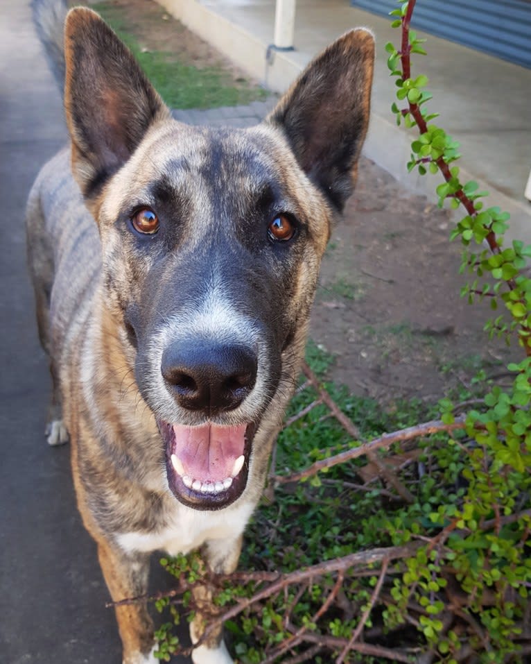 Moose, a Siberian Husky and Alaskan Malamute mix tested with EmbarkVet.com