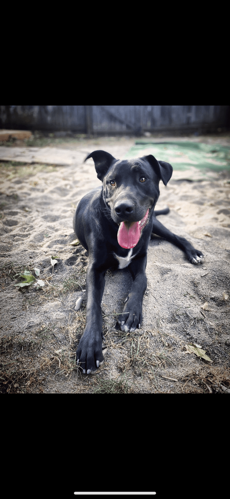 Mooshie, an American Pit Bull Terrier and German Shepherd Dog mix tested with EmbarkVet.com