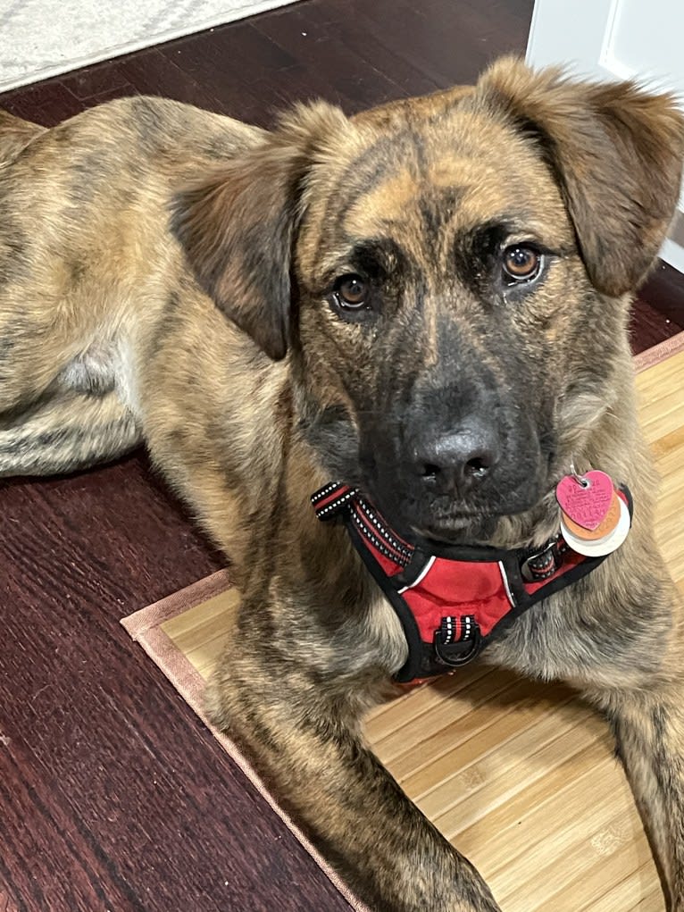 Rufus, an American Pit Bull Terrier and Rottweiler mix tested with EmbarkVet.com