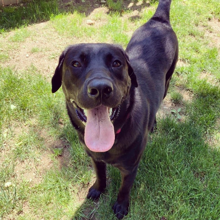 Jasper, a Labrador Retriever and Siberian Husky mix tested with EmbarkVet.com