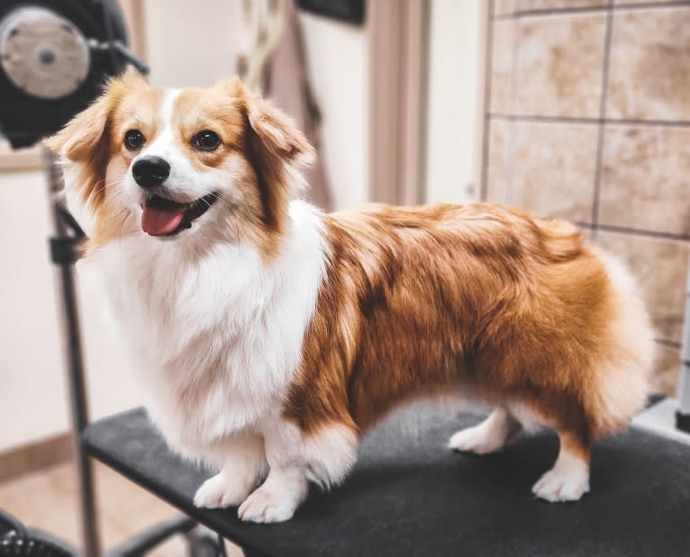 Cheza, a Pembroke Welsh Corgi and Samoyed mix tested with EmbarkVet.com