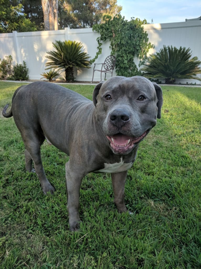 Left Brain, an American Bully and American Bulldog mix tested with EmbarkVet.com