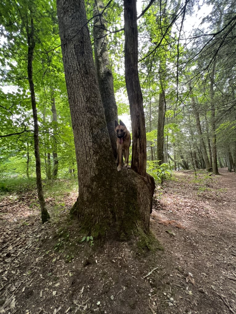 Everhett, a German Shepherd Dog and Australian Cattle Dog mix tested with EmbarkVet.com