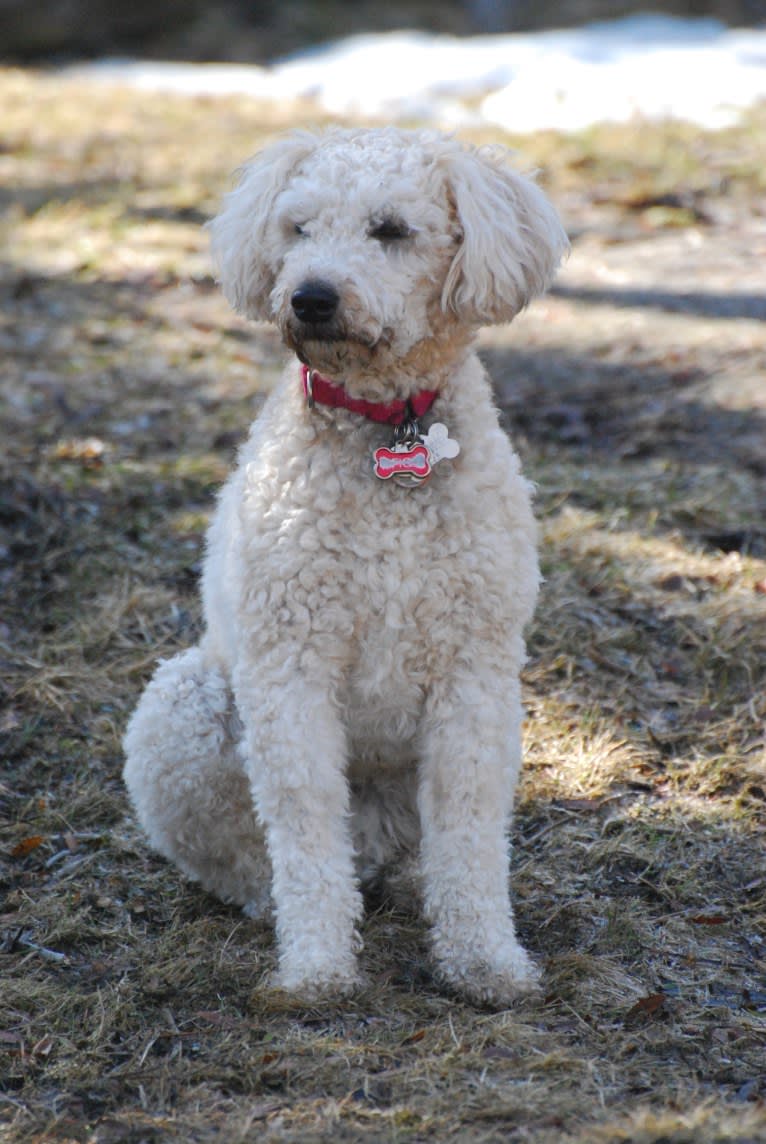 Fig, a Soft Coated Wheaten Terrier and Miniature Schnauzer mix tested with EmbarkVet.com