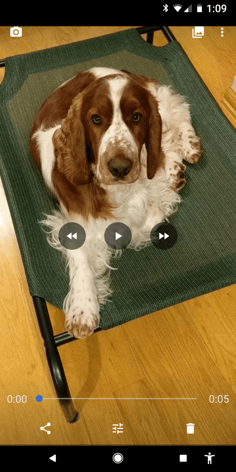 'Wynn' GCH Cryslen's Worth a Million RI TD SCN SIN SEN CGC TKA, a Welsh Springer Spaniel tested with EmbarkVet.com