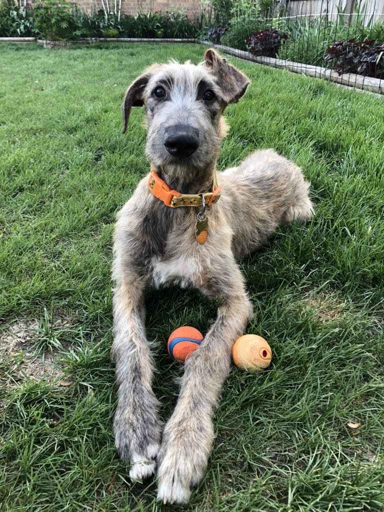 Beatrice, an Irish Wolfhound tested with EmbarkVet.com