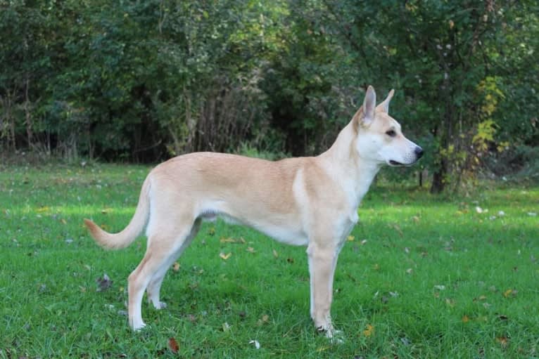 Loomy, a Carolina Dog tested with EmbarkVet.com