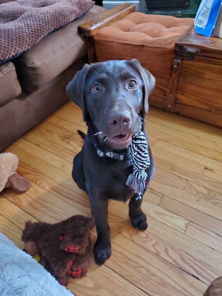 Zephyr, a Labrador Retriever tested with EmbarkVet.com