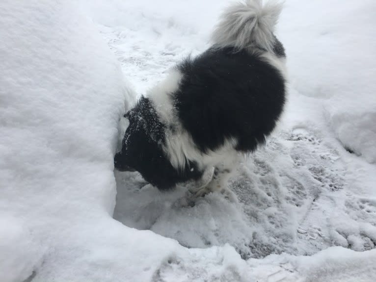 Piper, an American Eskimo Dog and Pomeranian mix tested with EmbarkVet.com