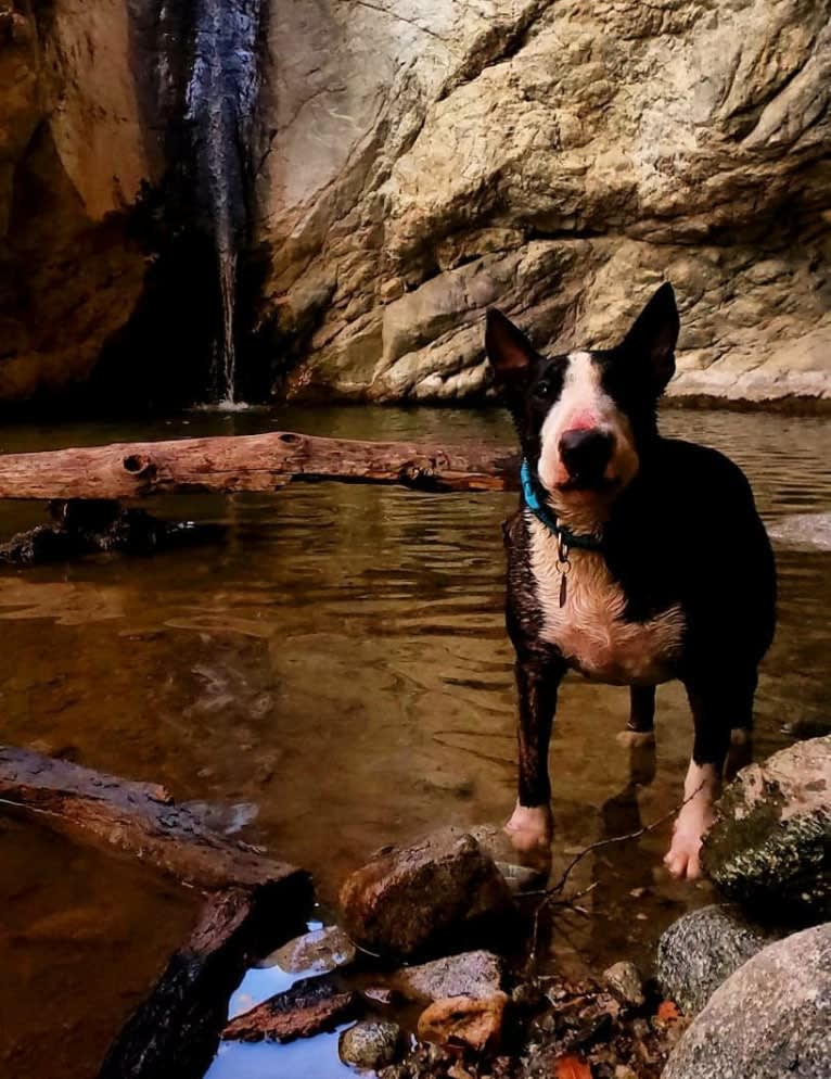 PEPPER, a Bull Terrier tested with EmbarkVet.com