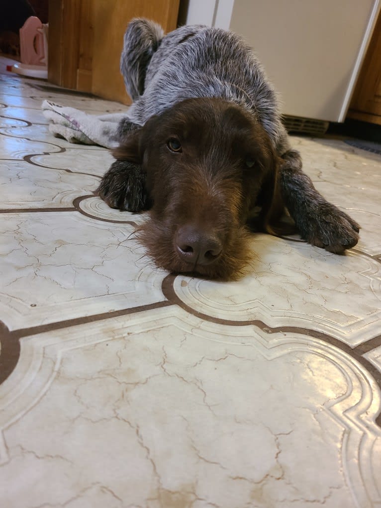 Scout, a Wirehaired Pointing Griffon tested with EmbarkVet.com