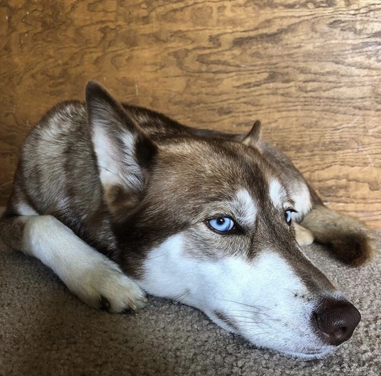 Asha, a Siberian Husky and German Shepherd Dog mix tested with EmbarkVet.com