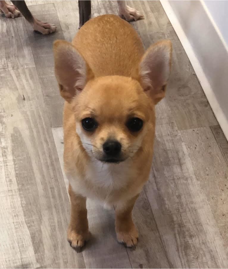 Grace, a Chihuahua tested with EmbarkVet.com