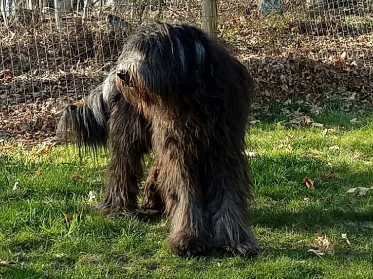 Aurora, a Bergamasco Sheepdog tested with EmbarkVet.com