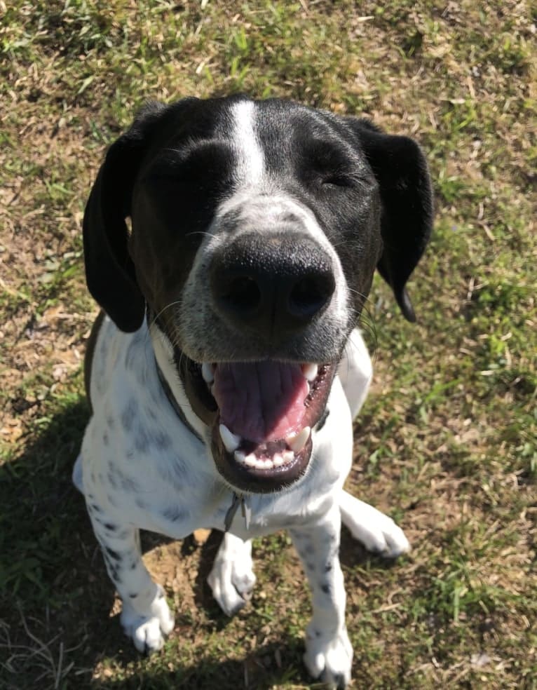 Callie, a Treeing Walker Coonhound and Border Collie mix tested with EmbarkVet.com