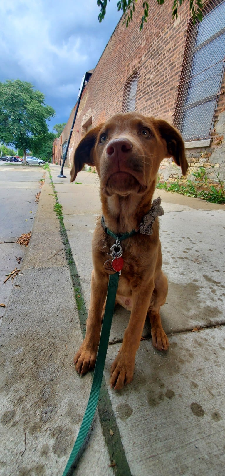 Frankie, an Australian Cattle Dog and Labrador Retriever mix tested with EmbarkVet.com