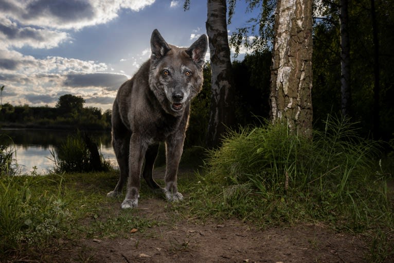 Tanis, an European Village Dog tested with EmbarkVet.com