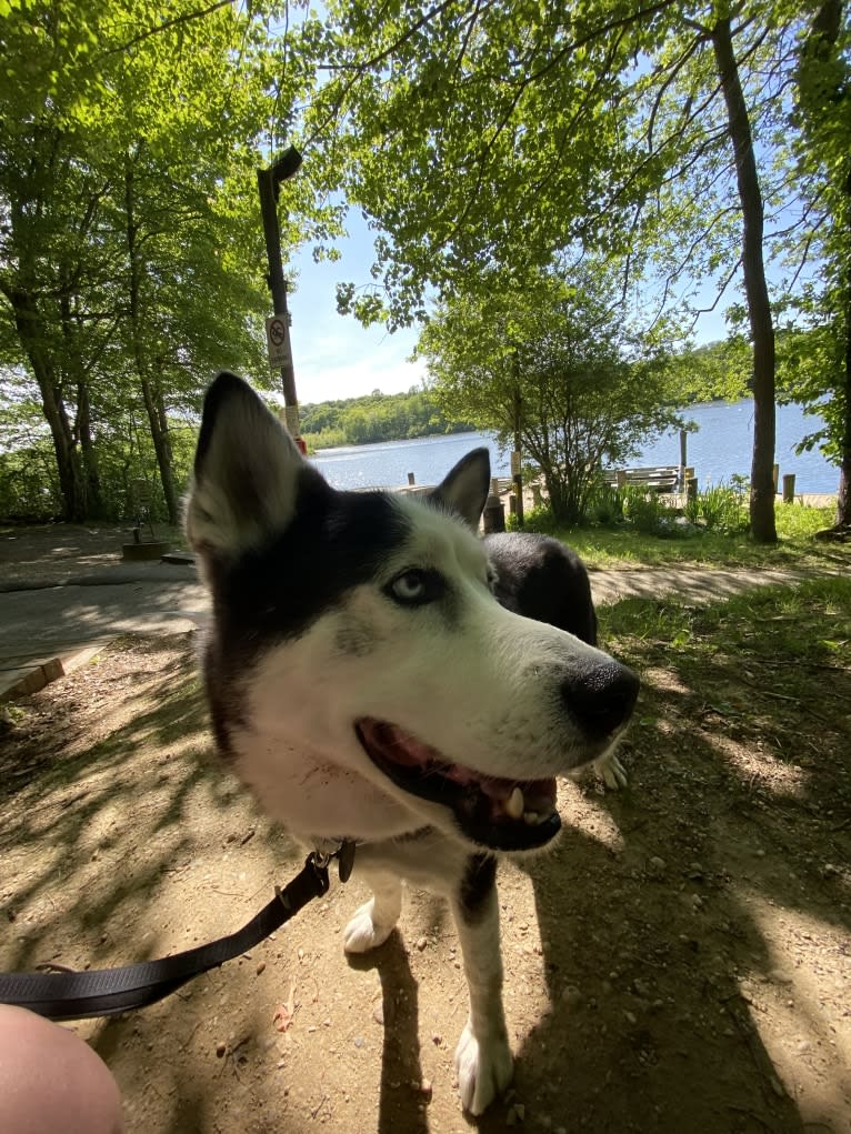 Arto, a Siberian Husky tested with EmbarkVet.com