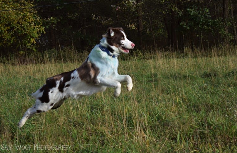 Tate, an Australian Shepherd tested with EmbarkVet.com