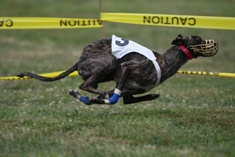 Remy, a Whippet tested with EmbarkVet.com