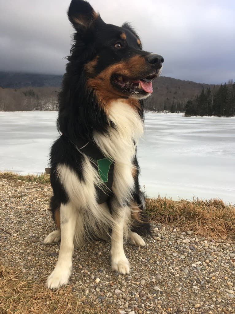 Wyeth, an English Shepherd tested with EmbarkVet.com