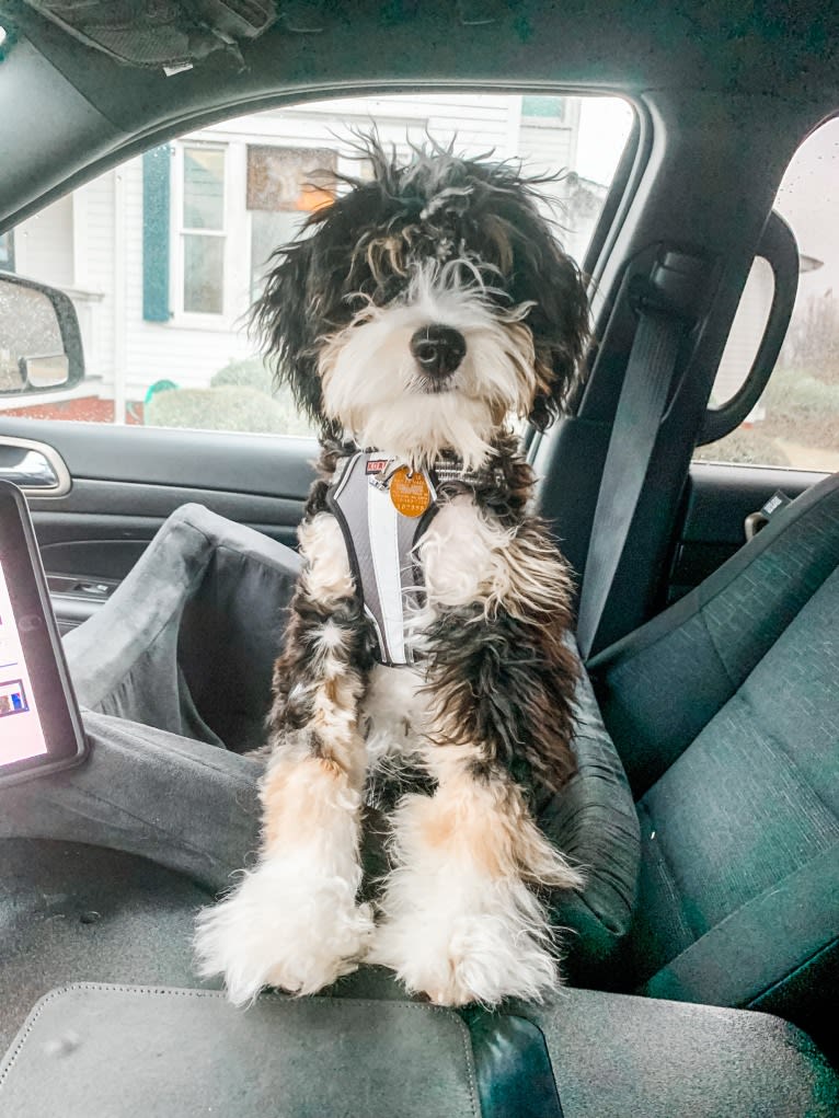 Drake, a Bernese Mountain Dog and Poodle (Small) mix tested with EmbarkVet.com