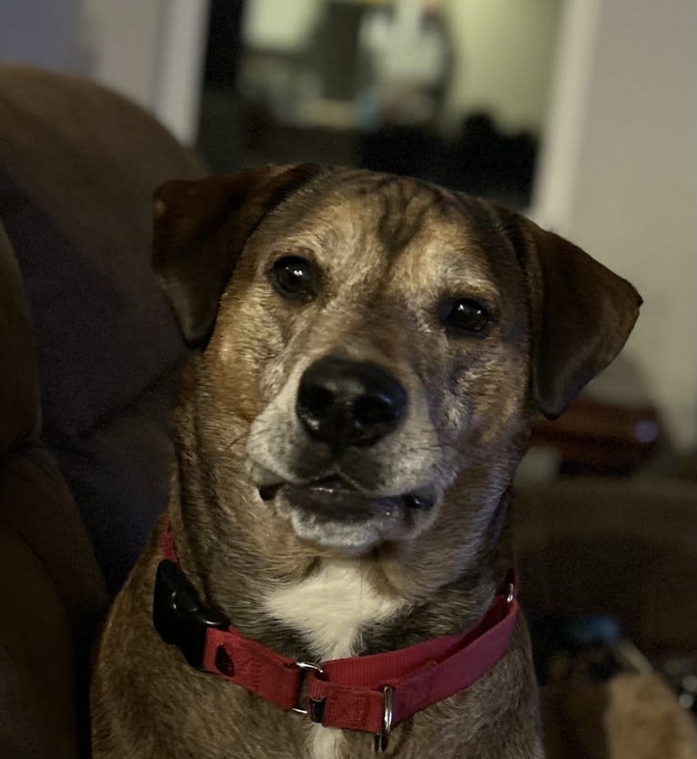 Karl, an American Pit Bull Terrier and Labrador Retriever mix tested with EmbarkVet.com