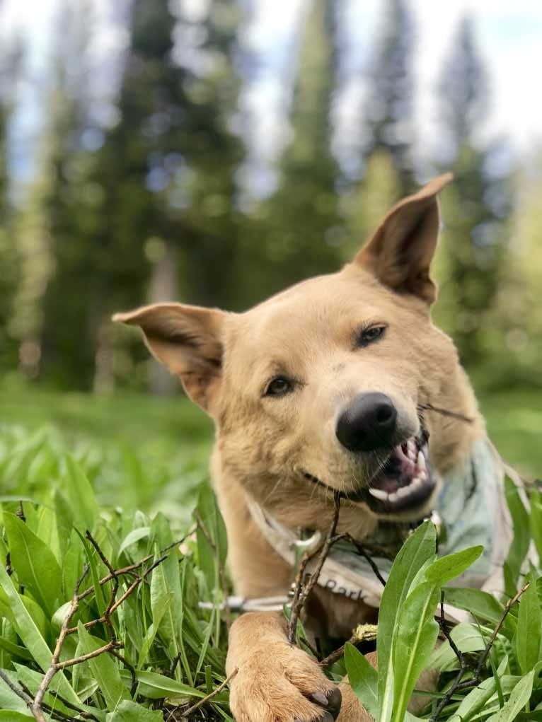 Goose, a German Shepherd Dog and Siberian Husky mix tested with EmbarkVet.com