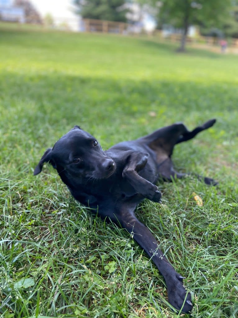 Mia, a Chihuahua and Rat Terrier mix tested with EmbarkVet.com