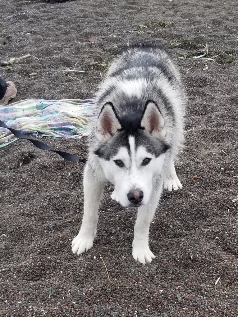 Romeo, a Siberian Husky and Alaskan Malamute mix tested with EmbarkVet.com