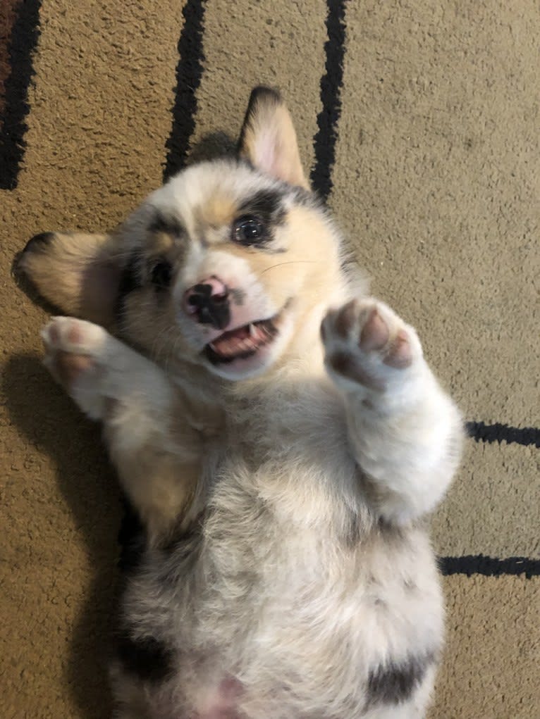 Corky, a Pembroke Welsh Corgi and Dachshund mix tested with EmbarkVet.com