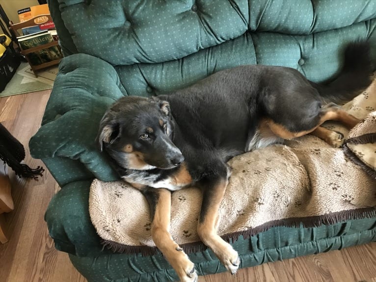 Hudson, a Catahoula Leopard Dog and German Shepherd Dog mix tested with EmbarkVet.com