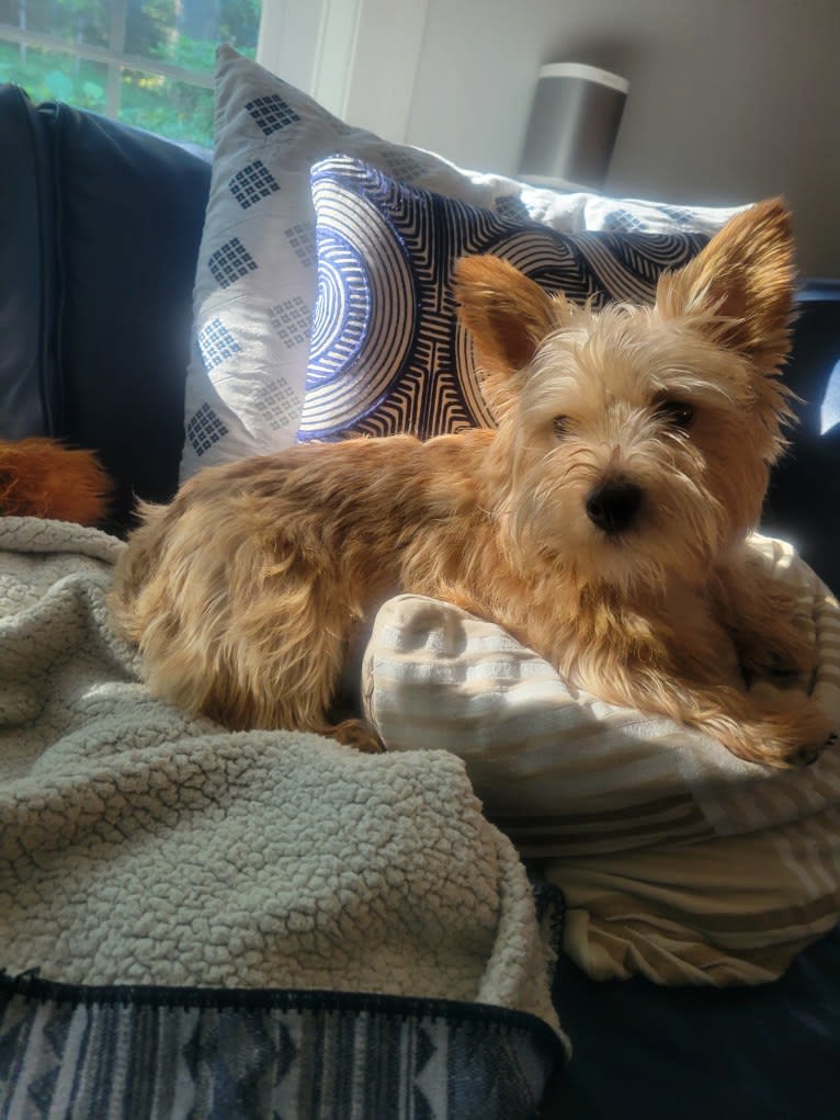 Gizmo, a Norwich Terrier tested with EmbarkVet.com