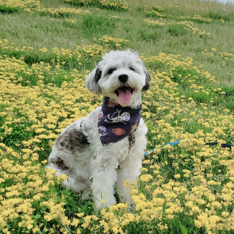 Cookie, a Poodle (Small) and Cocker Spaniel mix tested with EmbarkVet.com