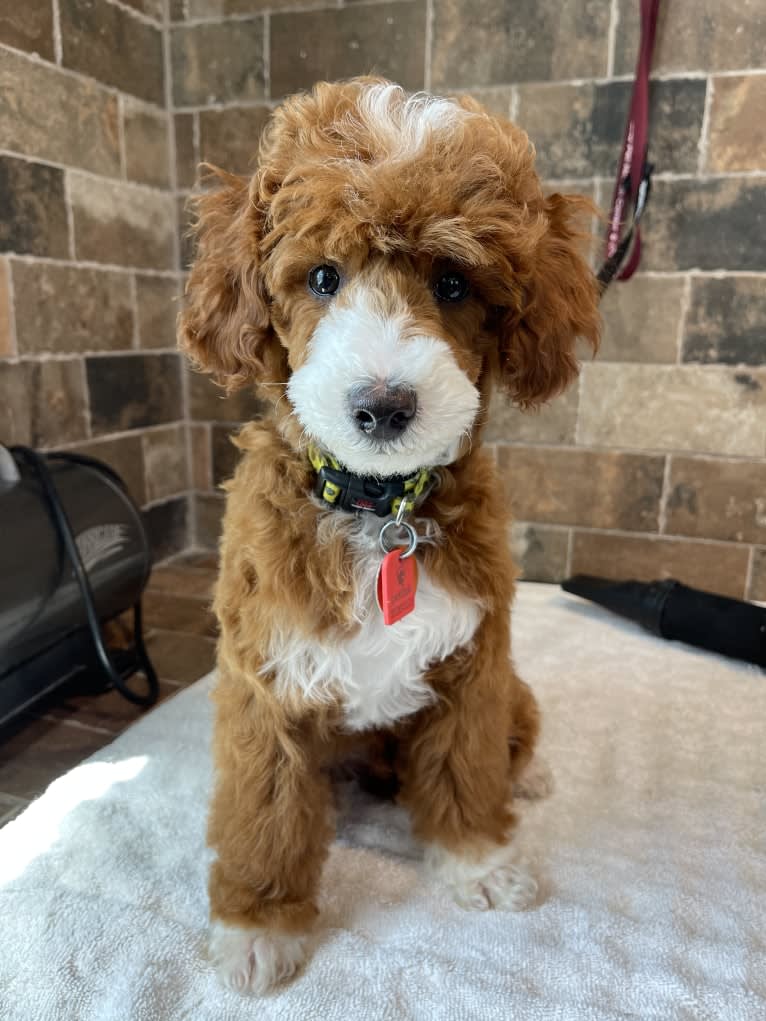 Benny, a Poodle (Small) tested with EmbarkVet.com