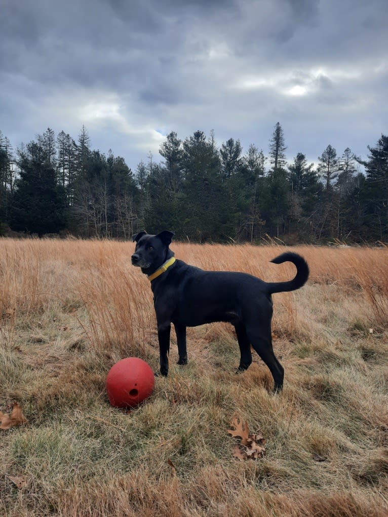 Pogie, an American Pit Bull Terrier and German Shepherd Dog mix tested with EmbarkVet.com