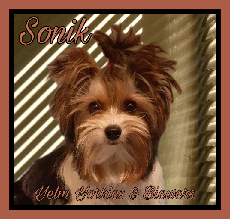 Photo of Sonik, a Biewer Terrier  in Russia