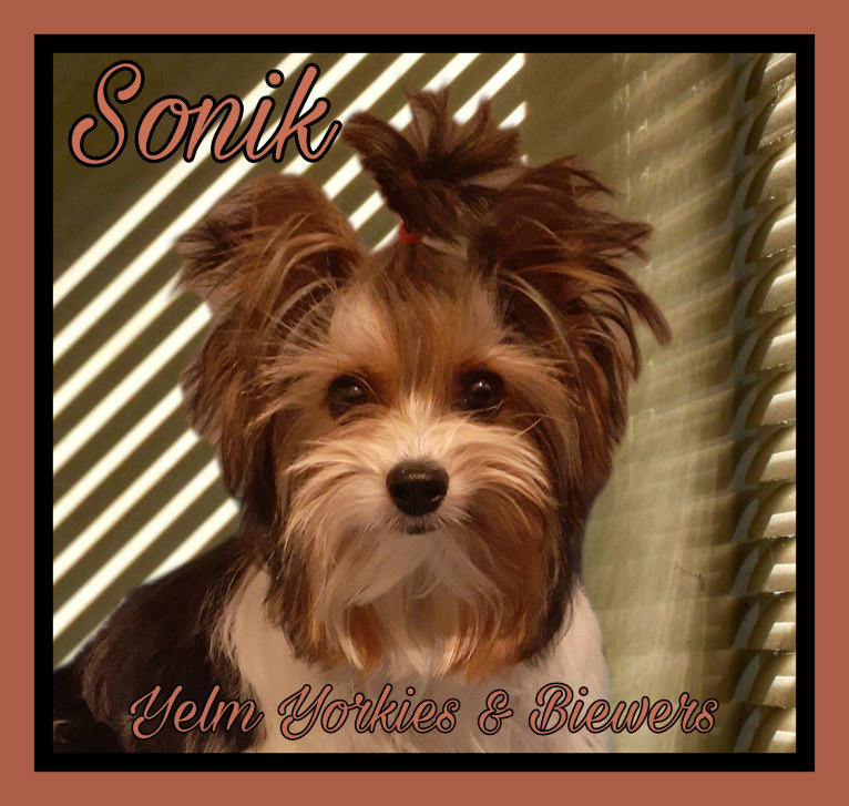 Sonik, a Biewer Terrier tested with EmbarkVet.com