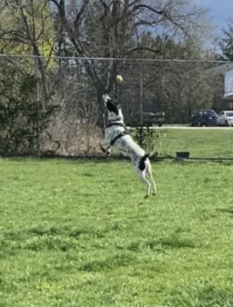 Pongo, an American Pit Bull Terrier and Australian Cattle Dog mix tested with EmbarkVet.com