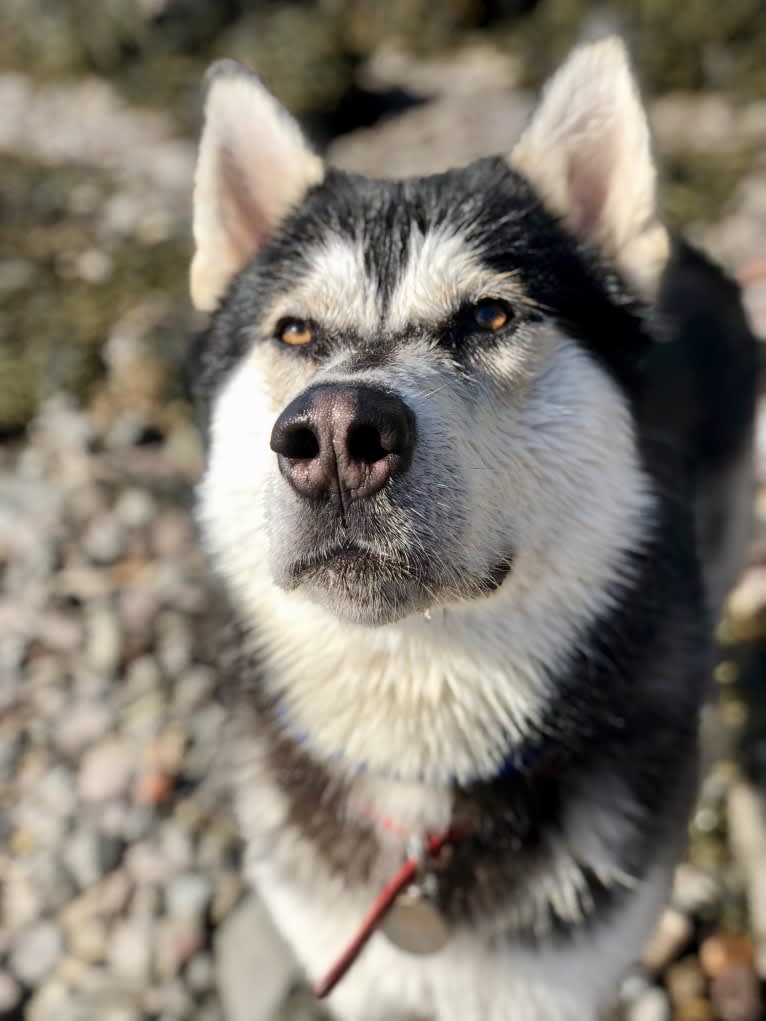 Bane, a Siberian Husky and German Shepherd Dog mix tested with EmbarkVet.com