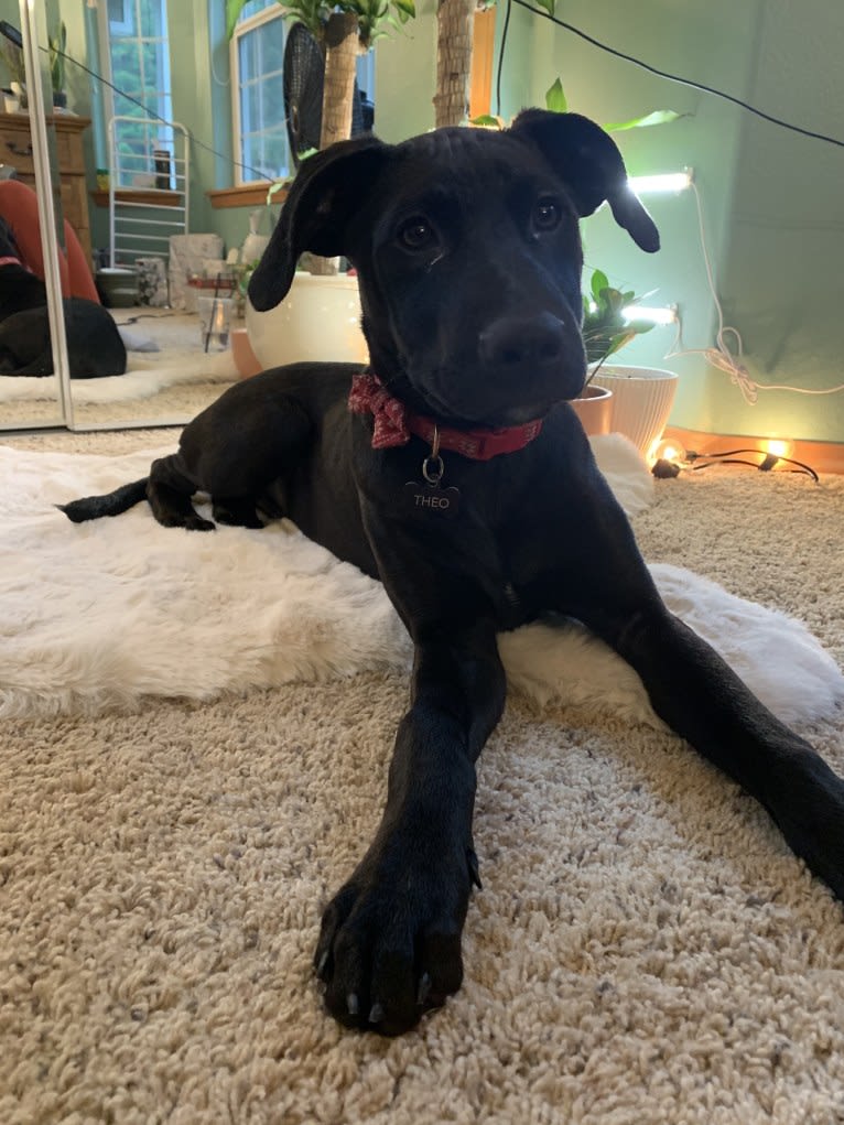 Theo, a Dalmatian and German Shepherd Dog mix tested with EmbarkVet.com