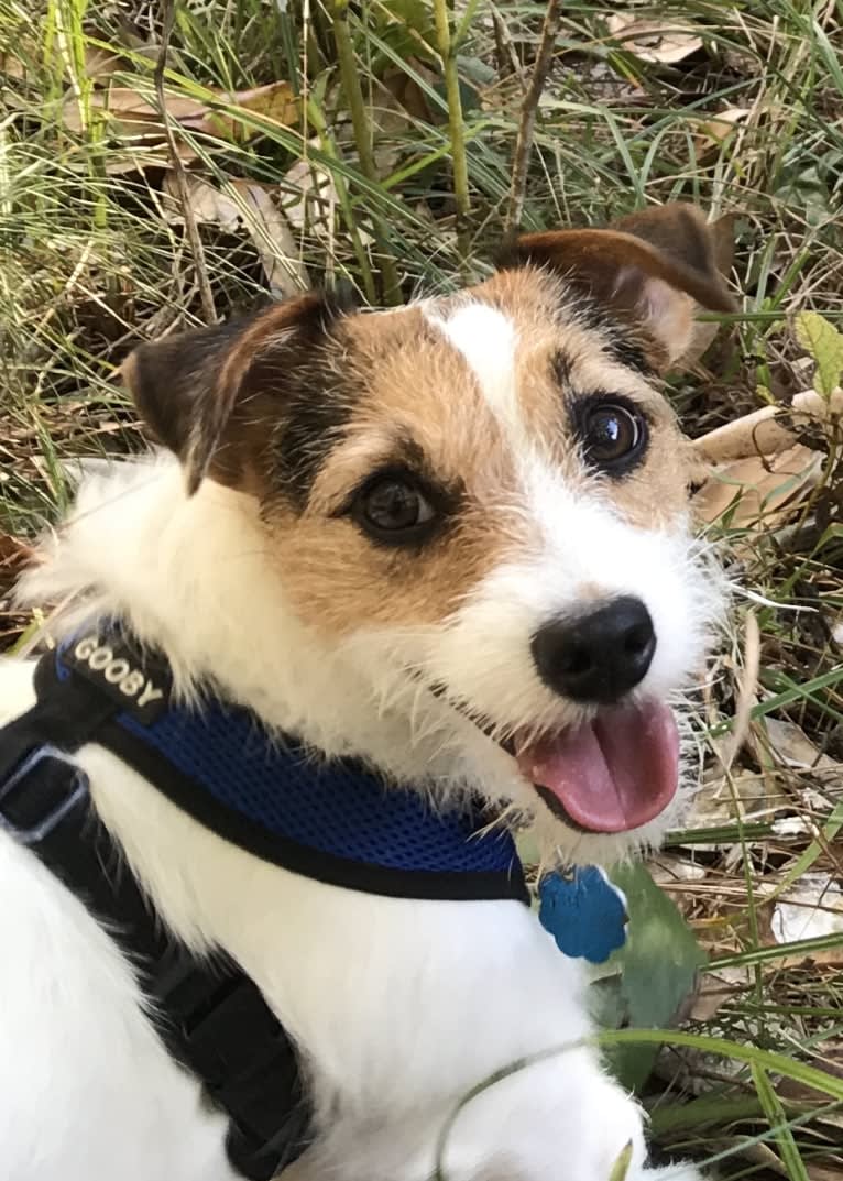 Pierre, a Russell-type Terrier tested with EmbarkVet.com