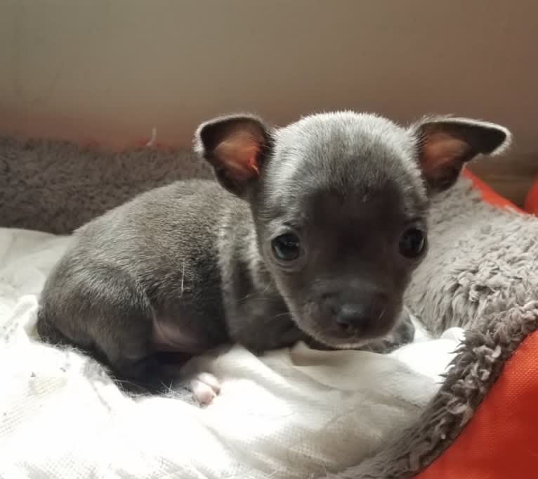 Barry, a Chihuahua and Poodle (Small) mix tested with EmbarkVet.com