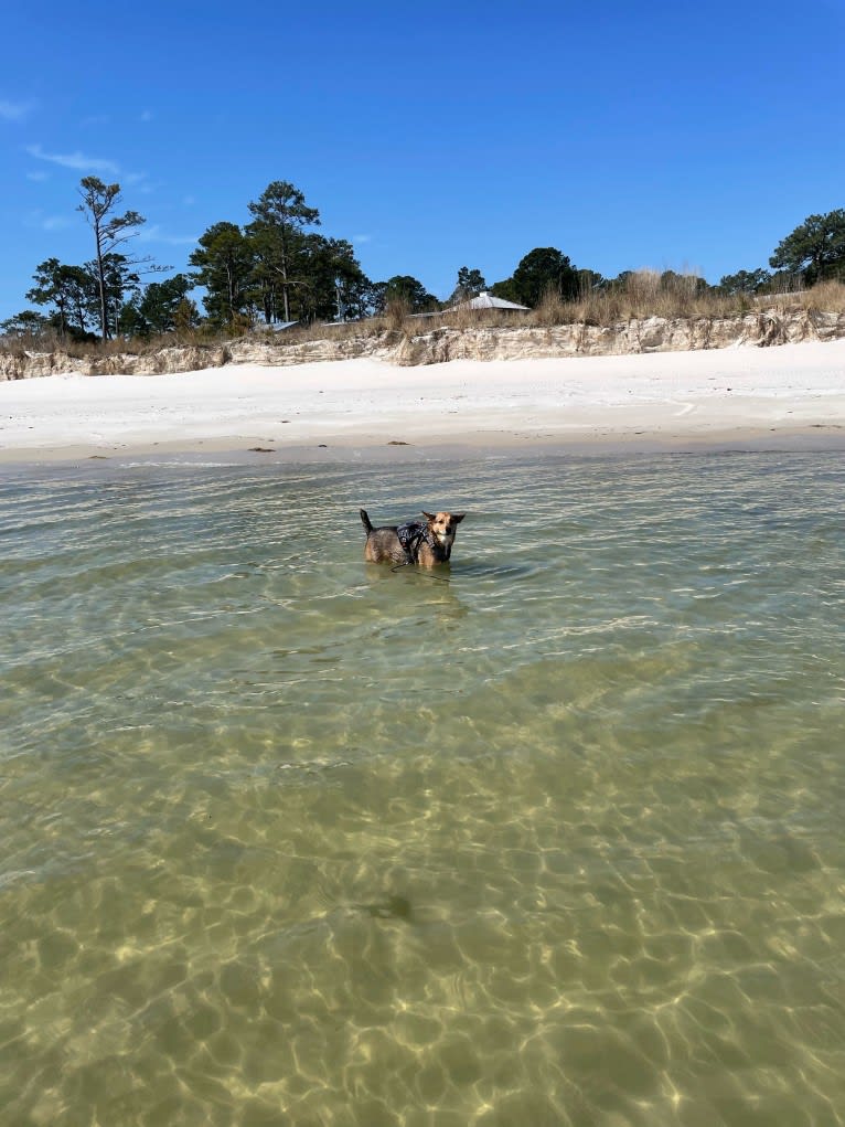 D’Artanian, a West Siberian Laika and Mountain Cur mix tested with EmbarkVet.com