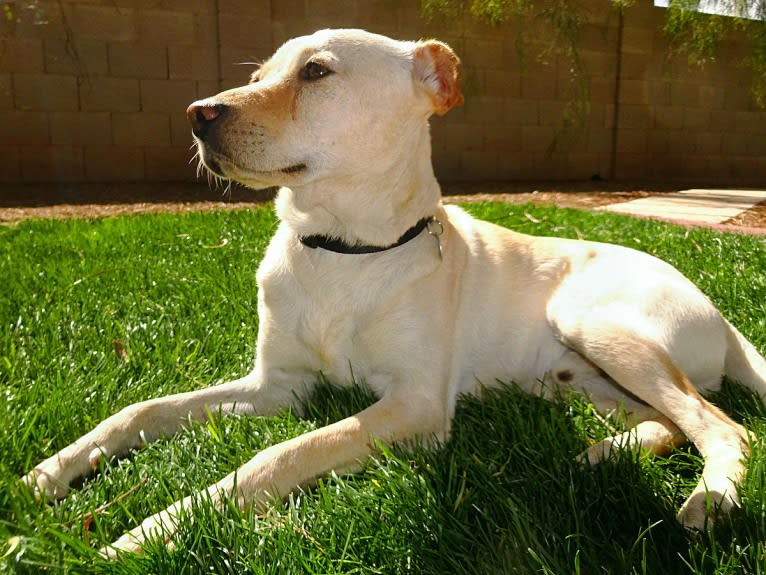 Doc, a Chihuahua and American Pit Bull Terrier mix tested with EmbarkVet.com