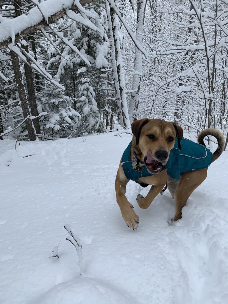 Hutch, a Cane Corso and Labrador Retriever mix tested with EmbarkVet.com