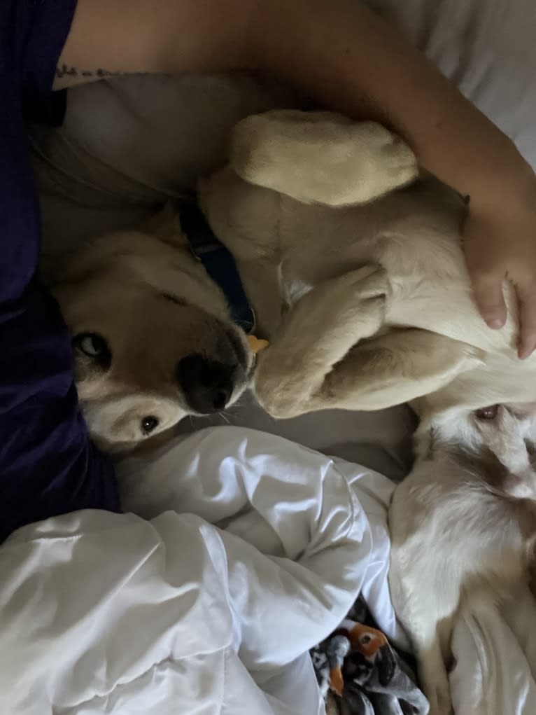 Buzz, a Labrador Retriever and Siberian Husky mix tested with EmbarkVet.com