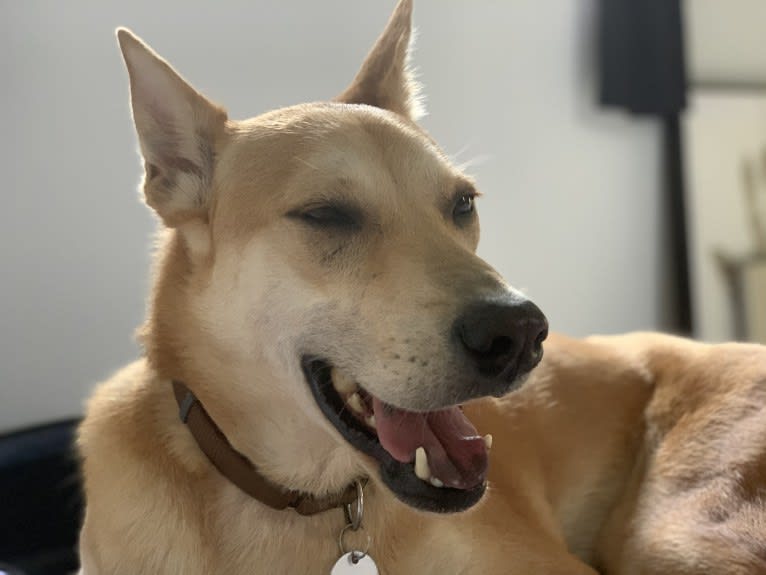 Becky, a Southeast Asian Village Dog tested with EmbarkVet.com