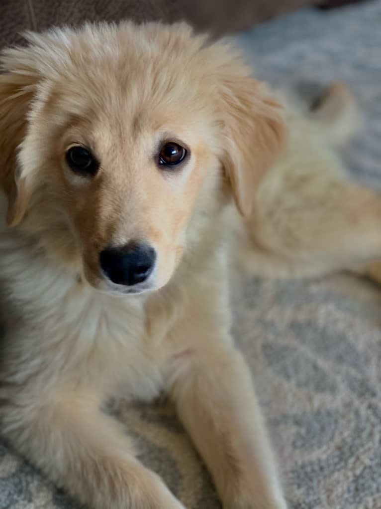 Puff, a Labrador Retriever and Golden Retriever mix tested with EmbarkVet.com