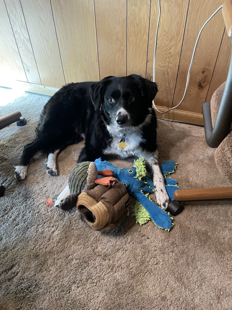 Mhysa, a Border Collie and Australian Shepherd mix tested with EmbarkVet.com